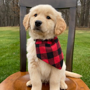 Golden Retriever Puppy Tucker