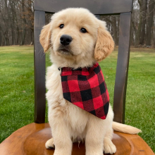 Golden Retriever Puppy Tucker