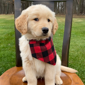 Golden Retriever Puppy Tucker