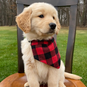 Golden Retriever Puppy Tucker
