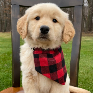Golden Retriever Puppy Tucker