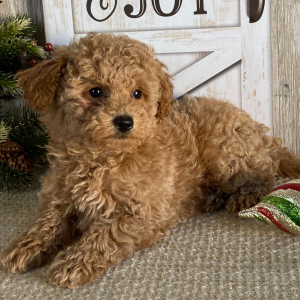 Poodle Puppy Kallie