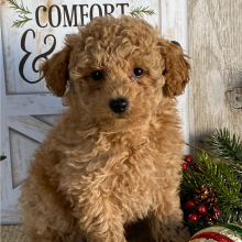Poodle Puppy Kallie