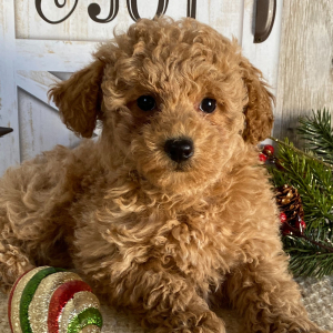 Poodle Puppy Kallie