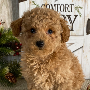 Poodle Puppy Kallie