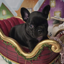 French Bulldog Puppy Liddy