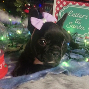 French Bulldog Puppy Liddy