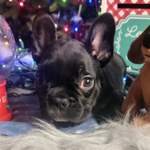 French Bulldog Puppy Liddy