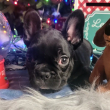 French Bulldog Puppy Liddy