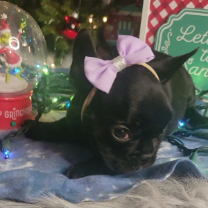 French Bulldog Puppy Liddy