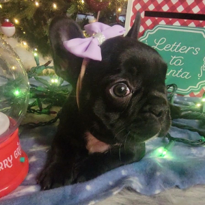 French Bulldog Puppy Liddy