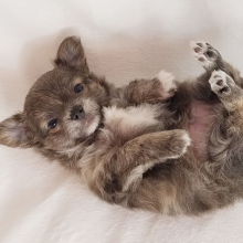 Chihuahua Puppy Gunner