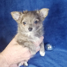 Chihuahua Puppy Gunner