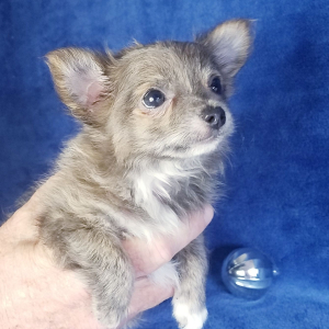 Chihuahua Puppy Gunner