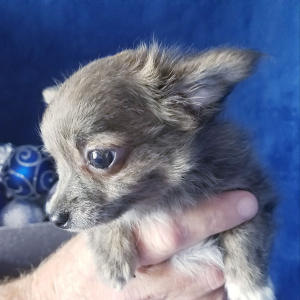 Chihuahua Puppy Gunner