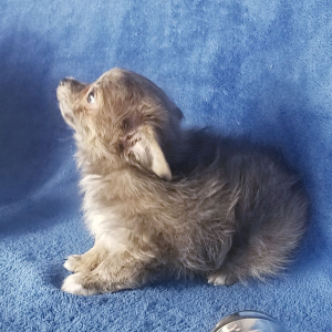 Chihuahua Puppy Gunner