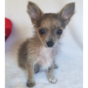 Chihuahua Puppy Gunner