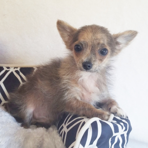 Chihuahua Puppy Gunner