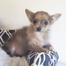 Chihuahua Puppy Gunner