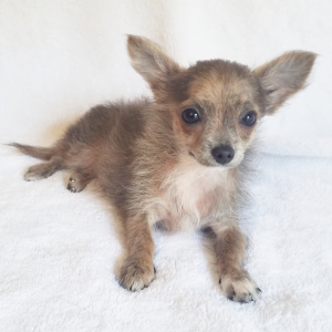 Chihuahua Puppy Gunner
