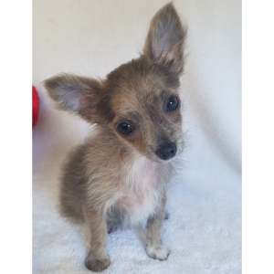 Chihuahua Puppy Gunner