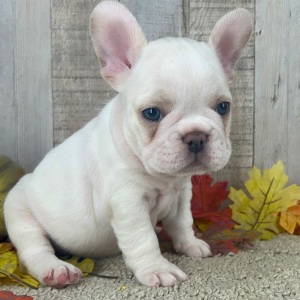 French Bulldog Puppy Puff