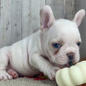 French Bulldog Puppy Puff