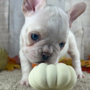 French Bulldog Puppy Puff