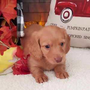 Dachshund Puppy Lucas