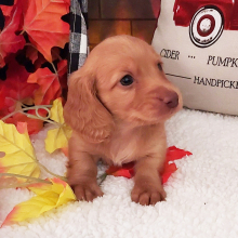 Dachshund Puppy Lucas
