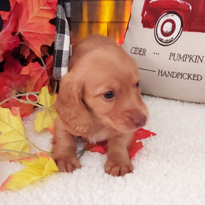 Dachshund Puppy Lucas