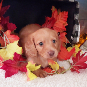 Dachshund Puppy Lucas