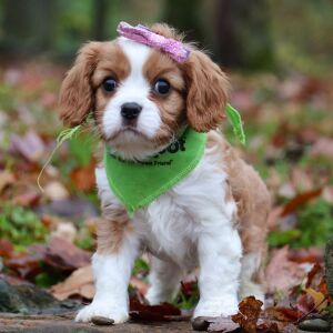 Cavalier King Charles Spaniel Puppy Peaches