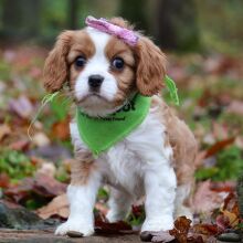 Cavalier King Charles Spaniel Puppy Peaches