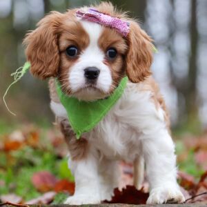 Cavalier King Charles Spaniel Puppy Peaches