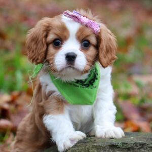 Cavalier King Charles Spaniel Puppy Peaches