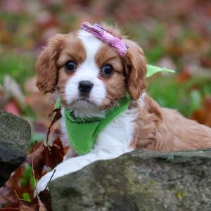 Cavalier King Charles Spaniel Puppy Peaches