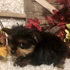 Yorkshire Terrier Puppy Max