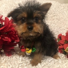Yorkshire Terrier Puppy Max