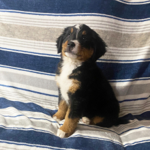 Bernese Mountain Dog Puppy Jenny