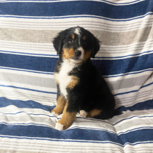 Bernese Mountain Dog Puppy Jenny