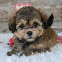 Shihpoo Puppy CJ