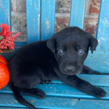 Labrador Retriever Puppy Ace