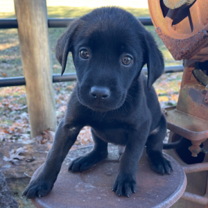 Labrador Retriever Puppy Ace