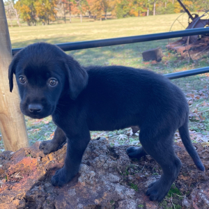 Labrador Retriever Puppy Ace