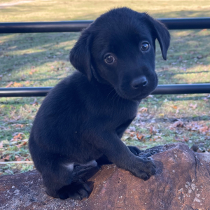 Labrador Retriever Puppy Ace