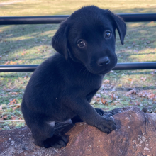Labrador Retriever Puppy Ace