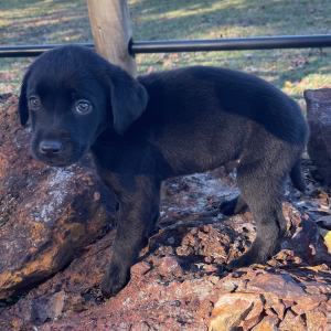 Labrador Retriever Puppy Ace