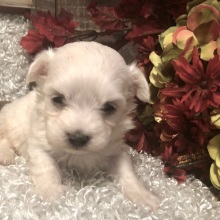 Maltese Puppy Arnie