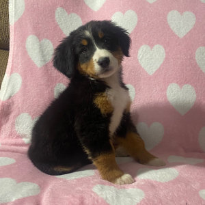 Bernese Mountain Dog Puppy Kari
